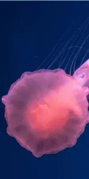 aviti-feature-card-background-4