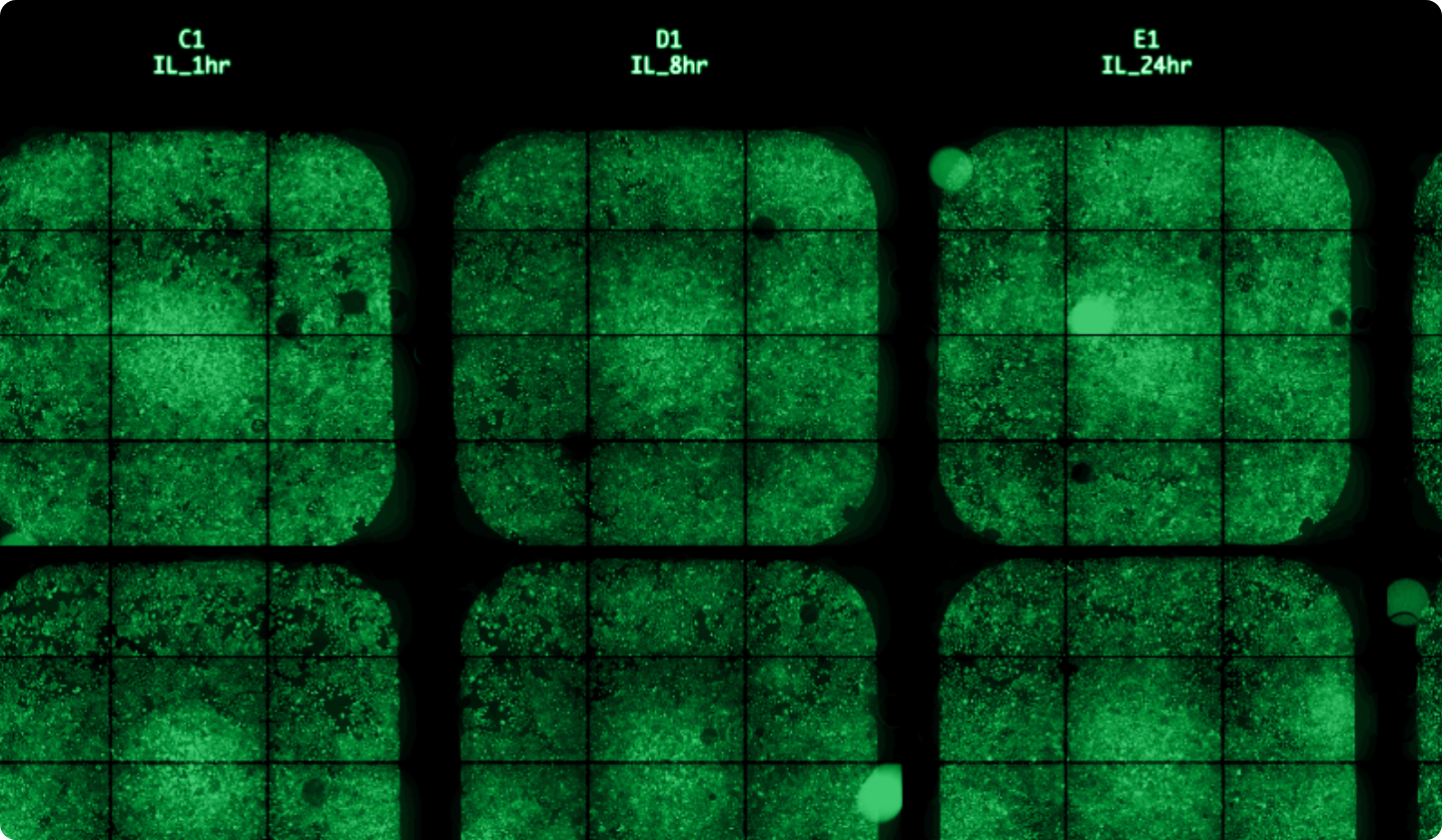 Datasets-image